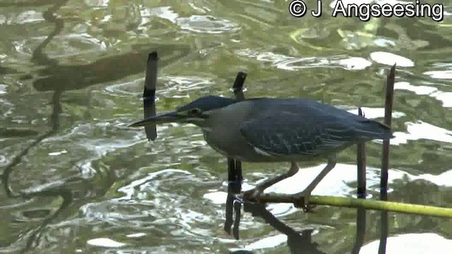 Striated Heron (Old World) - ML200869941