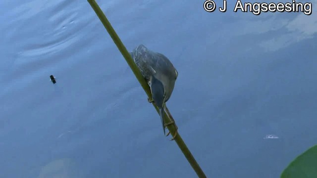Striated Heron (Old World) - ML200869951