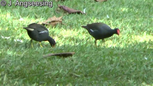 Gallinule poule-d'eau - ML200869961