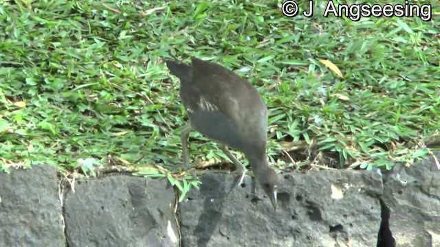 Gallinule poule-d'eau - ML200869971