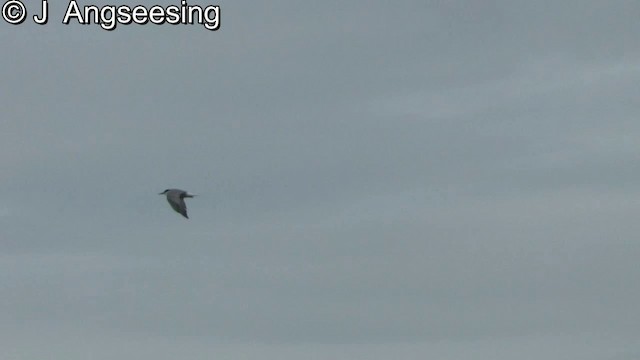 Aleutian Tern - ML200870051