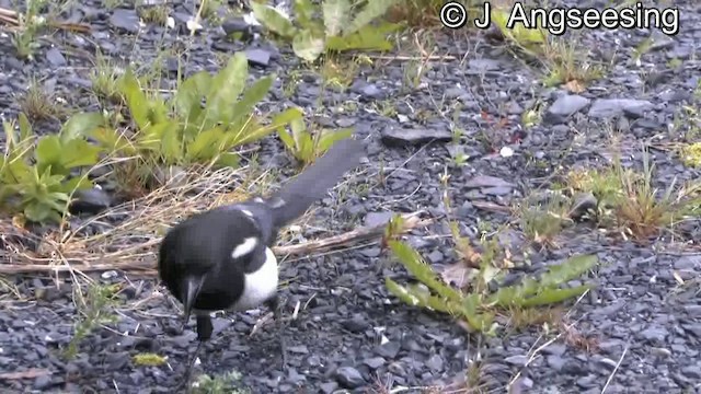 Black-billed Magpie - ML200870061