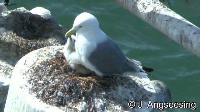 Black-legged Kittiwake (pollicaris) - ML200870111