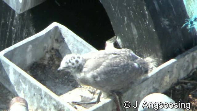 Glaucous-winged Gull - ML200870121