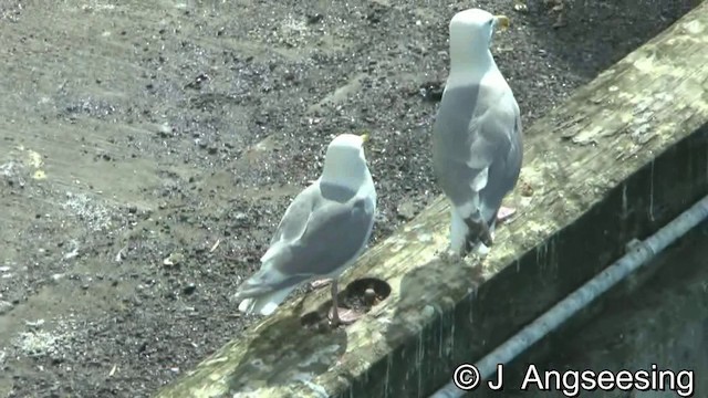 Glaucous-winged Gull - ML200870131