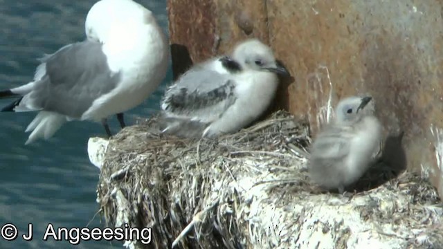 Black-legged Kittiwake (pollicaris) - ML200870141