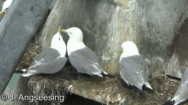 Black-legged Kittiwake (pollicaris) - ML200870171