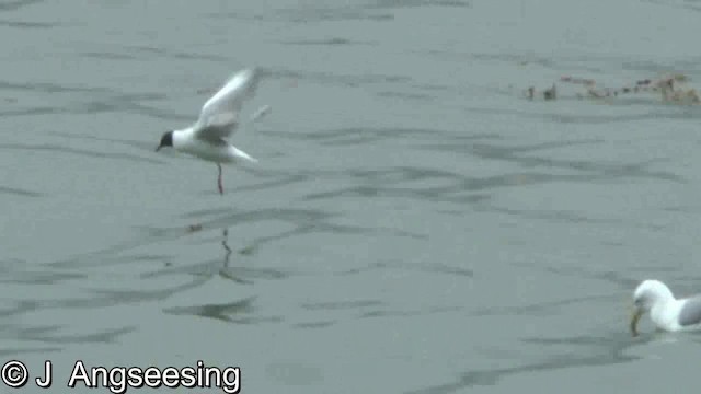 Mouette de Bonaparte - ML200870221