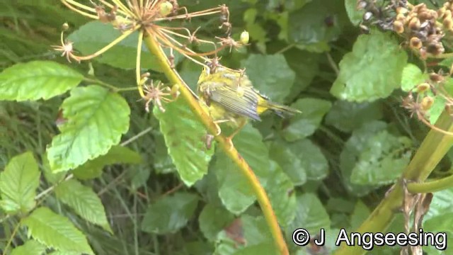 ウィルソンアメリカムシクイ（pileolata） - ML200870231