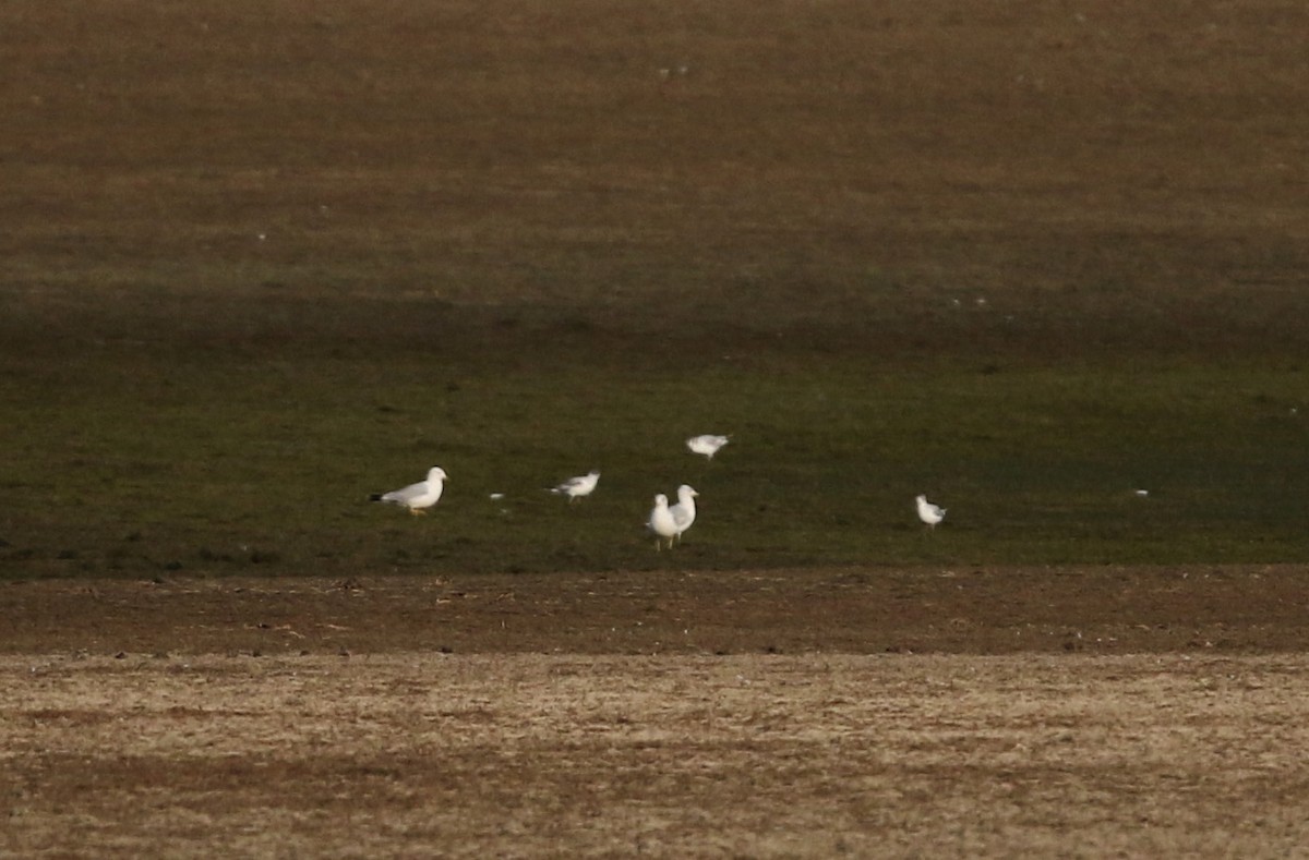 Gaviota de Bonaparte - ML20087041