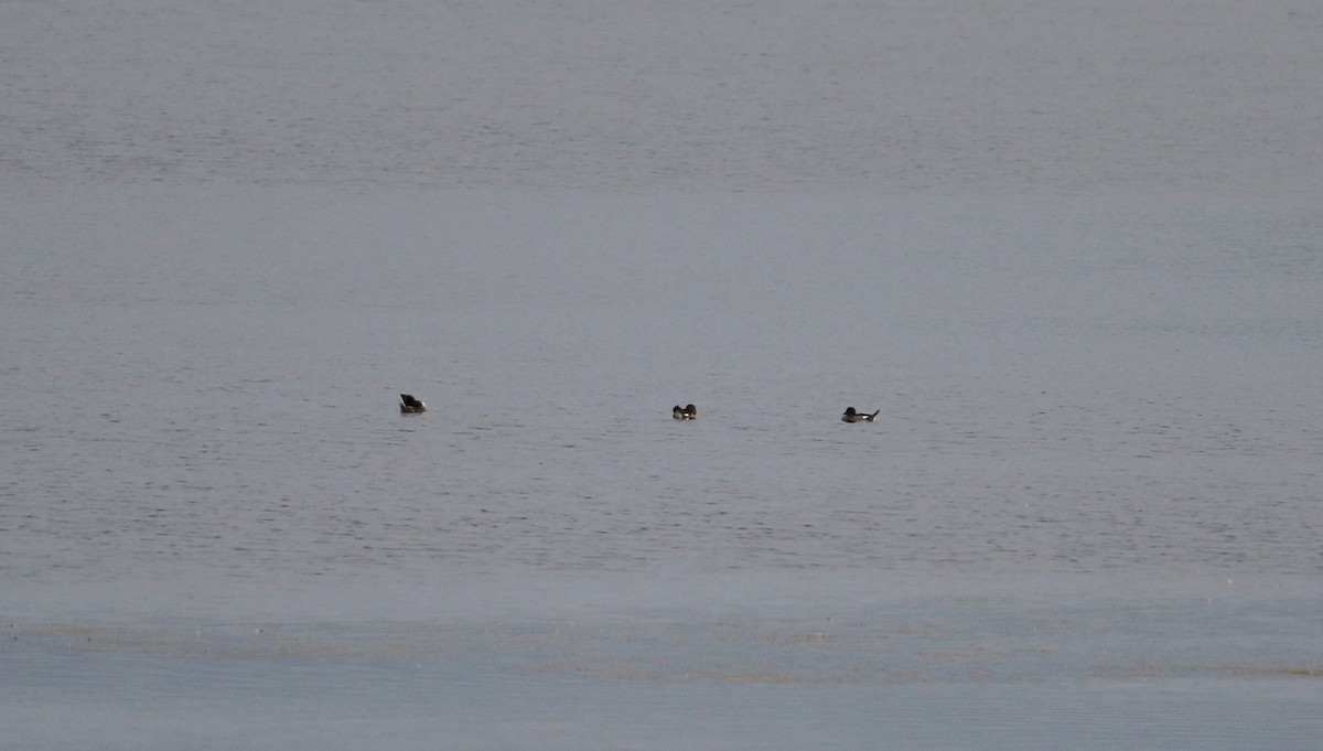 Common Goldeneye - ML20087061