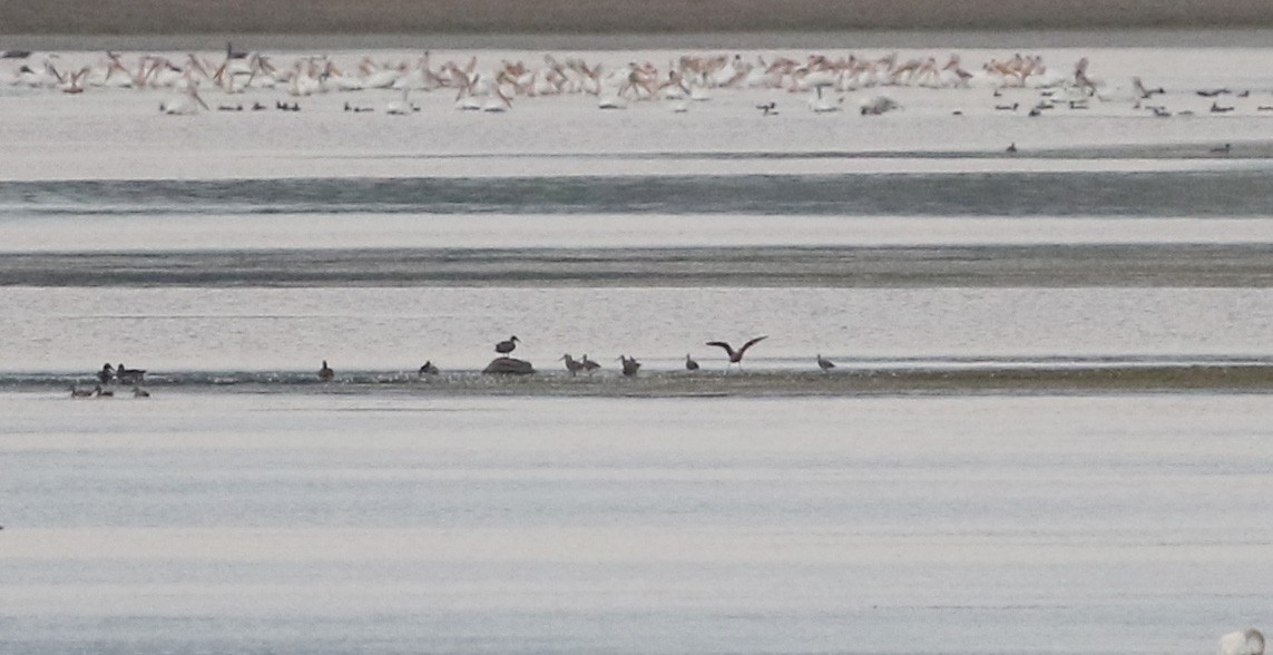 Marbled Godwit - ML20087091