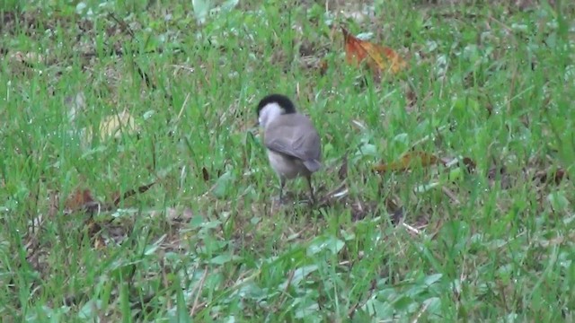 Marsh Tit - ML200870971