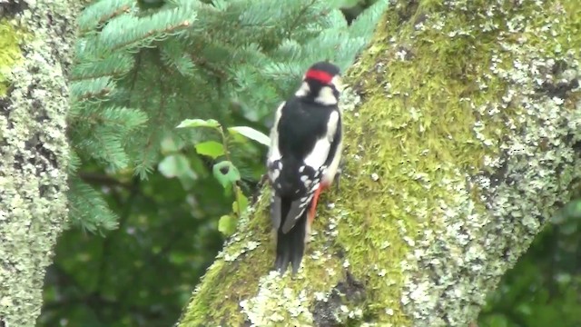 Great Spotted Woodpecker - ML200870981
