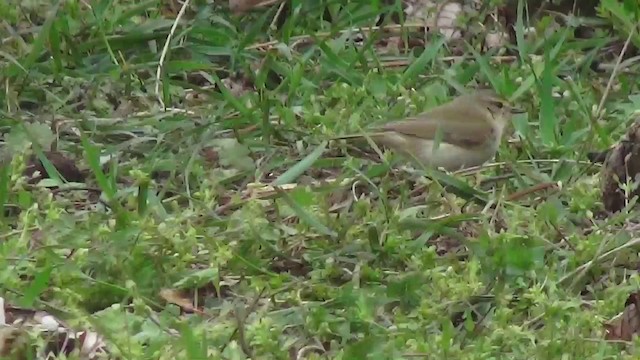 Mosquitero Común - ML200871601