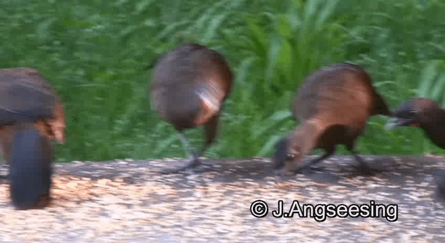 Chachalaca Culirroja - ML200871731