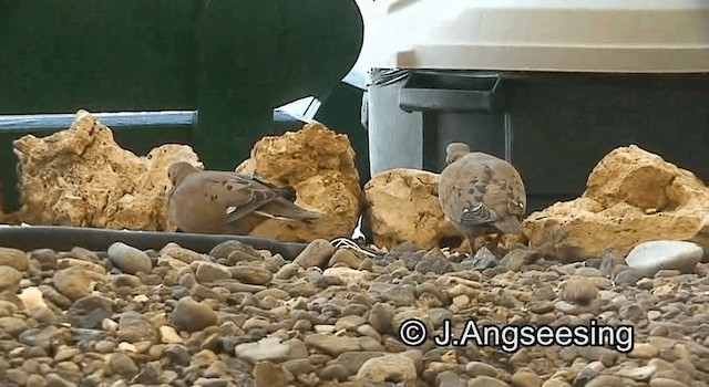 Zenaida Dove - ML200871761