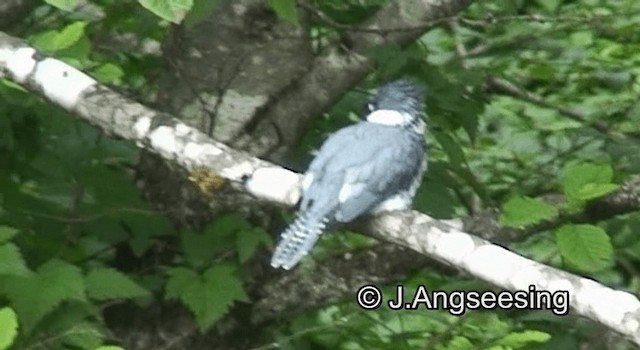 Belted Kingfisher - ML200871781