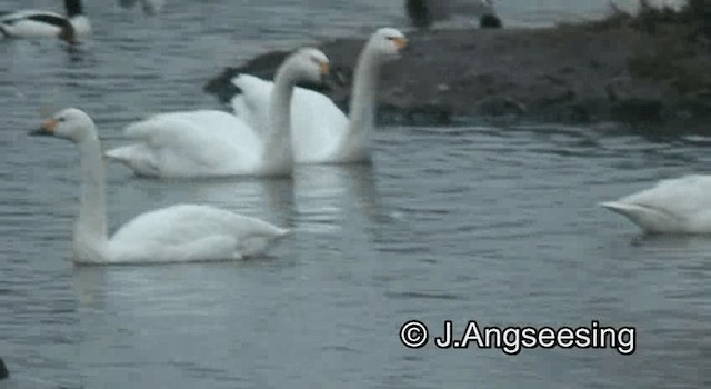 Tundra Swan (Bewick's) - ML200871791