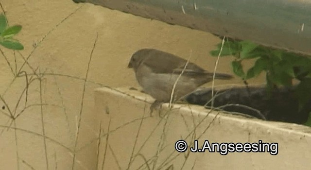 Black-faced Grassquit - ML200871811