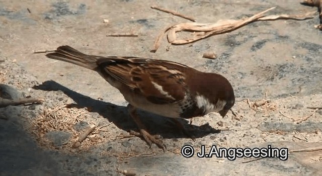 Italian Sparrow - ML200871841