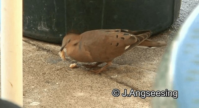 Zenaida Dove - ML200871981