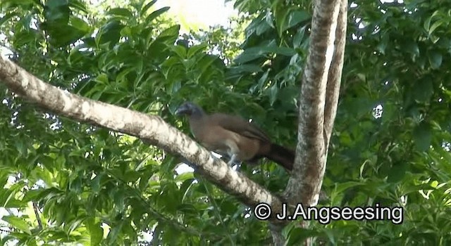 Rufous-vented Chachalaca - ML200872021