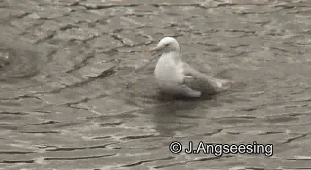 Glaucous-winged Gull - ML200872101