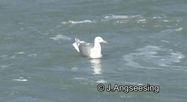 Glaucous-winged Gull - ML200872111