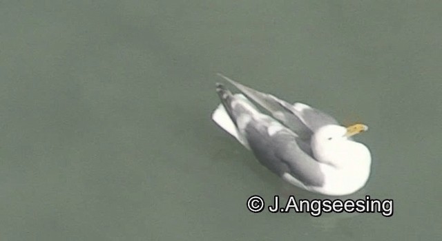 Glaucous-winged Gull - ML200872181