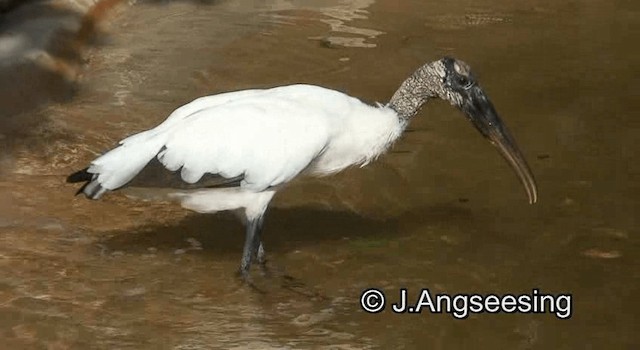 Wood Stork - ML200872351