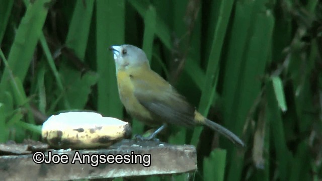 Scarlet-rumped Tanager (Passerini's) - ML200872411