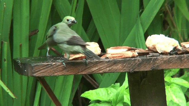 Palm Tanager - ML200872421