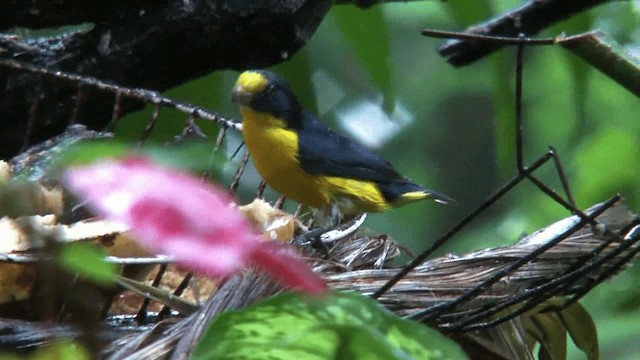 Yellow-throated Euphonia - ML200872441