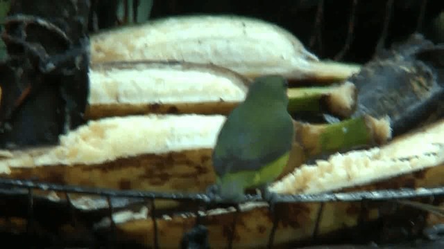 Yellow-throated Euphonia - ML200872451