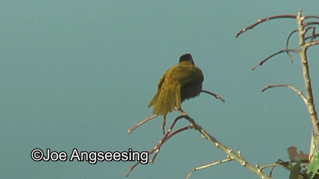 Black-headed Saltator - ML200872461