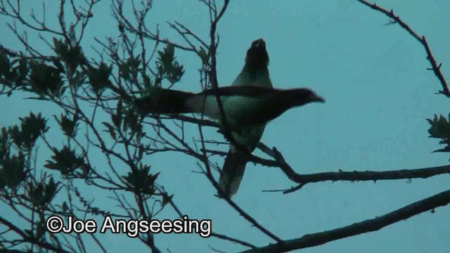 Brown Jay - ML200872471