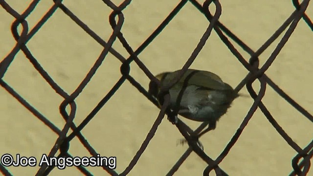 Cuban Grassquit - ML200872591