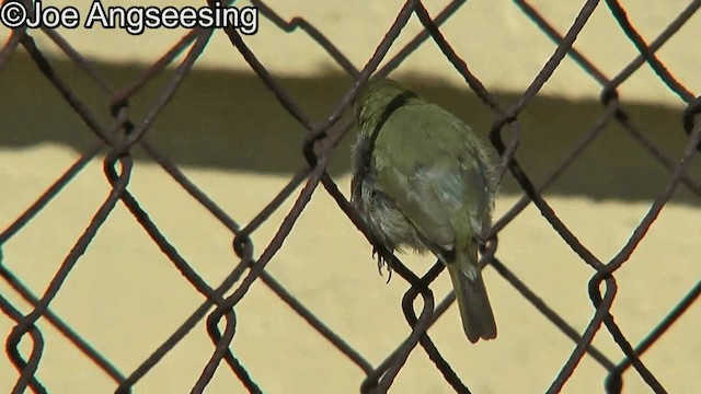 Cuban Grassquit - ML200872601