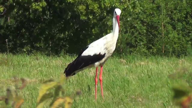 White Stork - ML200873521