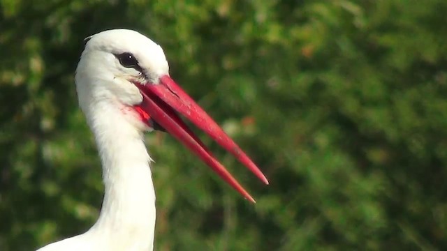 White Stork - ML200873531