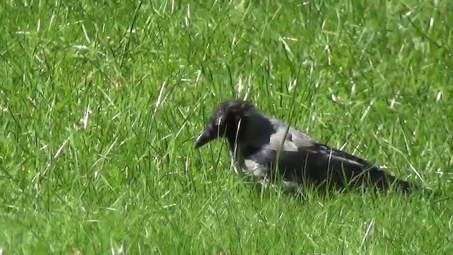 Hooded Crow (Hooded) - ML200873601