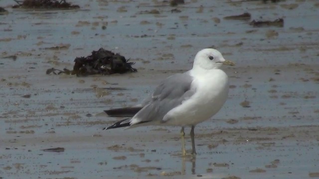 Common Gull - ML200873681