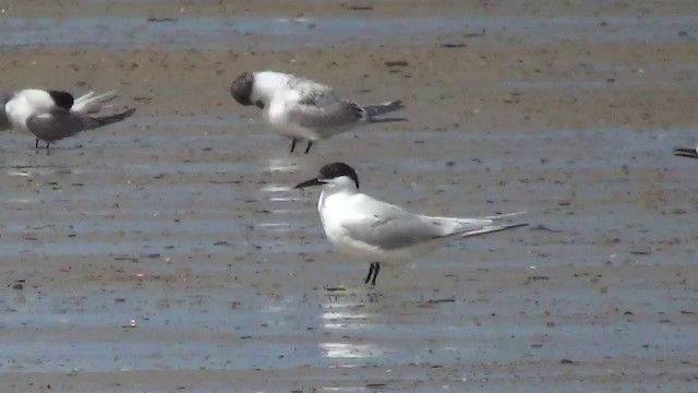 Sandwich Tern - ML200873701