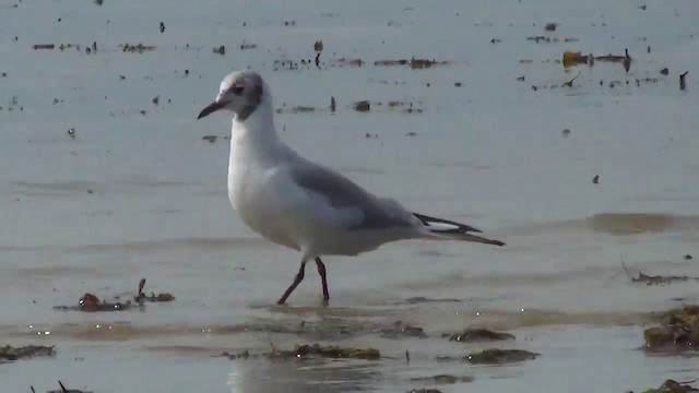 Black-headed Gull - ML200873711