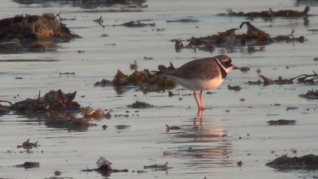 Common Ringed Plover - ML200873741