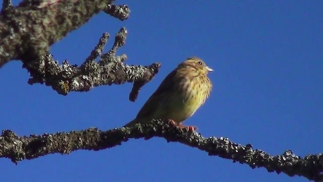 Алтан хөмрөг - ML200873781