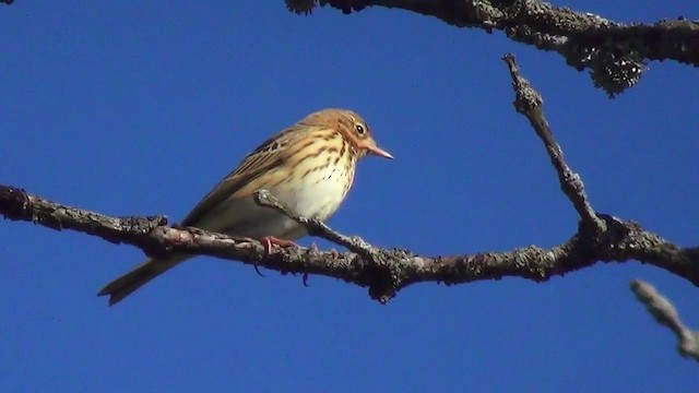 Tree Pipit - ML200873791