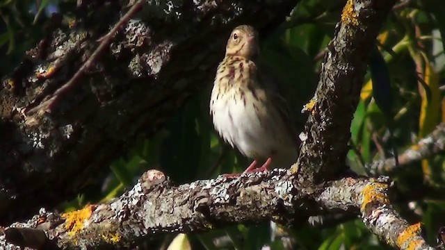 Ойн шийхнүүхэй - ML200873801