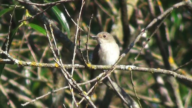 Бөртөт намнаахай - ML200873811